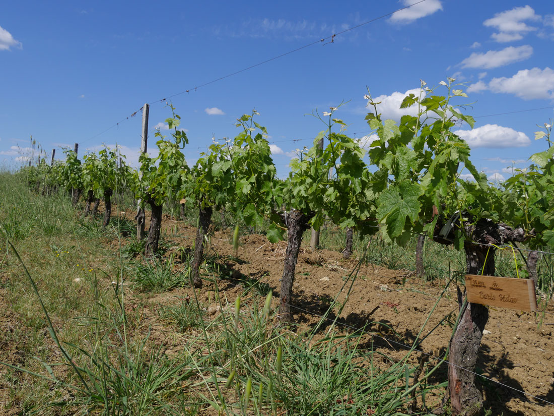 Виноградник на урожай